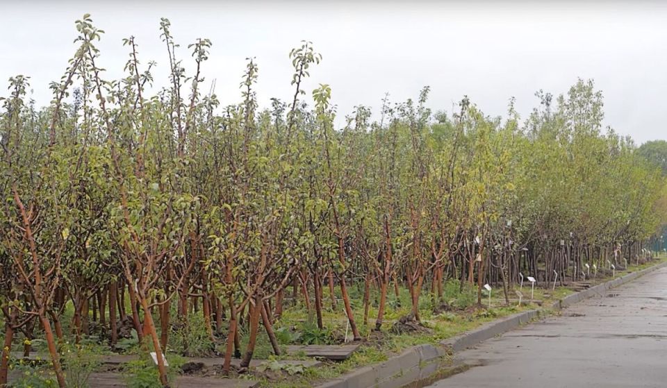 ��� �������� ������� ��� ������� ����� � ��������: ������ ���������