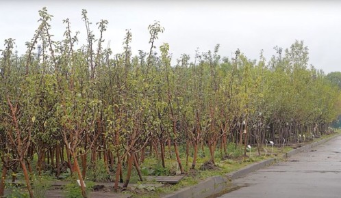 ��� �������� ������� ��� ������� ����� � ��������: ������ ���������