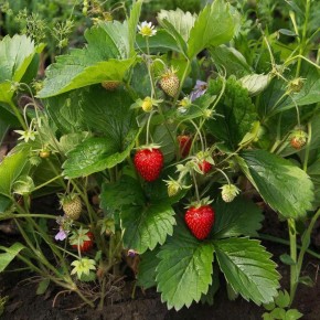 ������� ����� �������� � ���� �� �������: ��� �������� ����� ��� ������