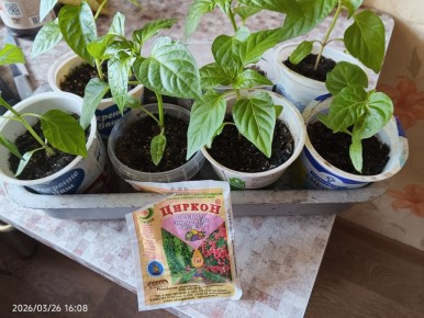 ��� ���������� � ������������ ��������: ������ �� ����� � ���������