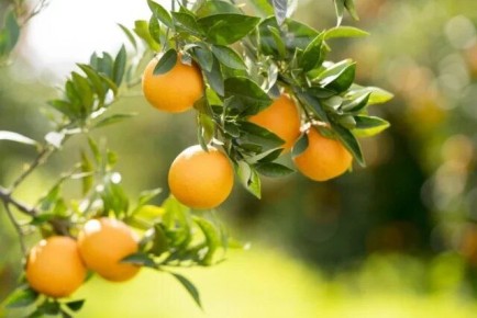 ��� �� ����������: ������������ ��� ����� ������?