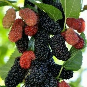 ��� �������� ���������: ������������ ������ ��� ������ ����