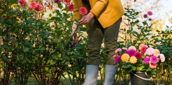 ��������: ��������� ����������� ����� ��� ������ ��������