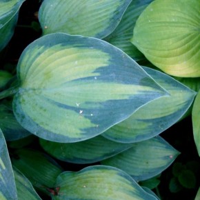 ������� ������� ����: ���-7 ����� ���������� ������ ��� ������ ����