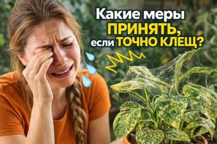 ��� ���������� ���������� � ��������� ������ �� ��������� ���������