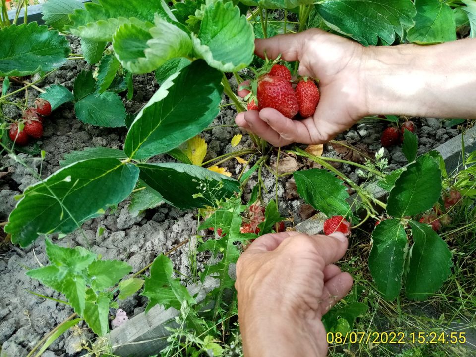 Спасение ягод: советы по защите крупноплодной земляники