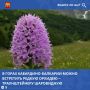 В высокогорьях Кабардино-Балкарии можно встретить редкое растение — орхидею траунштейнеру шаровидную (Traunsteinera globosa), занесенную в Красную книгу России и регионов Северного Кавказа