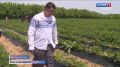 На ягодных плантациях Кабардино-Балкарии сейчас самый разгар сезона