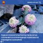 � ������������ ������� ���������-�������� ������������ ������ �� ���������� ������ ����� �����