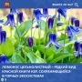 Ломонос цельнолистный (Clematis integrifolia L.) — редкое растение семейства лютиковых, относящееся к категории сокращающихся в численности видов