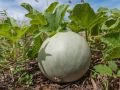 ��� ������� ������� ����: ������� ��������� ����������� ���� � �������� �������