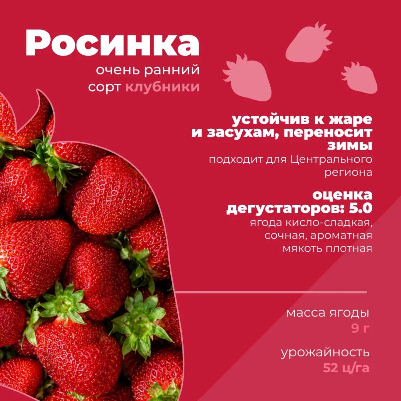 Какие российские сорта клубники можно встретить в продаже? Какие российские сорта клубники можно встретить в продаже?