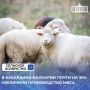 Сельскохозяйственные организации Кабардино-Балкарии за январь-май 2026 года произвели мяса овец и коз на убой в живом весе 1,1 тыс