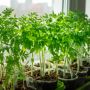 Почему рассада выглядит крепкой, а корни слабы: основные ошибки садоводов