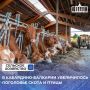 В сельскохозяйственных организациях Кабардино-Балкарии увеличилось поголовье сельхозживотных в сравнении с аналогичной датой прошлого года