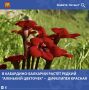 В Кабардино-Балкарии произрастает дифелипея красная (Diphelypaea coccinea) — редкое растение семейства заразиховых, включённое в Красные книги ряда регионов России