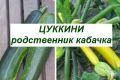 Цуккини: истоки и преимущества