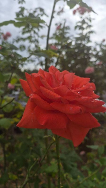 Погода Доброе утро, Кабардино-Балкария! Погода Доброе утро, Кабардино-Балкария!