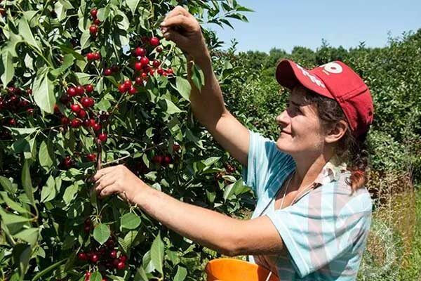 Упрощение жизни с вишней Призвание: Почему этот сорт — находка для садоводов