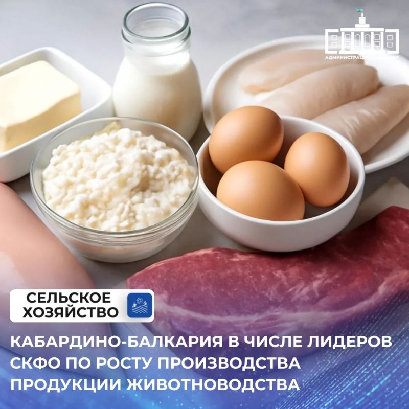 По итогам января–мая текущего года Кабардино-Балкария заняла первое место в Северо-Кавказском федеральном округе по темпам производства мяса скота и птицы (на убой в живом весе)