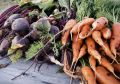 Уход за корнеплодами перед уборкой: как сохранить вкус и лежкость урожая