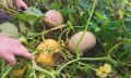 Как правильно собирать тыквы: секреты успешного урожая