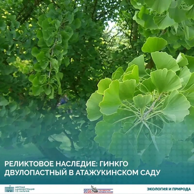 В самом сердце Нальчика, в Атажукинском саду, скрыто природное сокровище, которое по праву можно назвать «живым ископаемым» нашего города