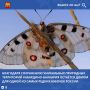 ������� ������������ (Parnassius apollo) � ���� �� ����� �������� � ������ �������������� �����������, ��������� � ������� ����� ���������� ���������, ������� ����� ���������-���������� ����������, � ����� ���������� �...
