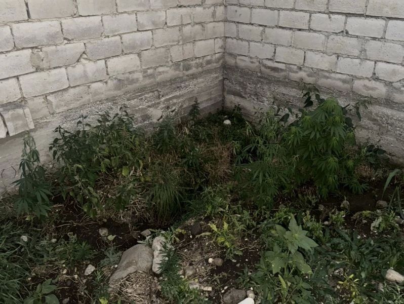 ПОЛИЦЕЙСКИЕ КАБАРДИНО-БАЛКАРИИ ИЗЪЯЛИ СВЫШЕ 1,3 КИЛОГРАММА НАРКОТИЧЕСКИХ СРЕДСТВ У МЕСТНЫХ ЖИТЕЛЕЙ