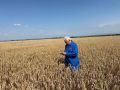 Специалисты подтвердили сортовые качества озимых культур в Кабардино-Балкарии