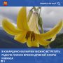 Лилия однобратственная (Lilium monadelphum) – один из уникальных представителей растительного мира Кабардино-Балкарии