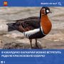 Кабардино-Балкария является важной территорией для сохранения природного разнообразия Северного Кавказа