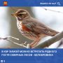 Кабардино-Балкария является местом остановки и зимовки многих видов птиц, в том числе редкого белобровика — небольшого дрозда с характерной широкой светлой «бровью» и кирпично-рыжими боками