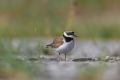 ����� ����������� (Charadrius hiaticula) ���������� ��������� �������� ����� �� ��������� �� ������ ��� � ��������� ������