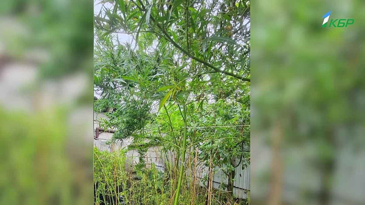 В Шалушке полицейские изъяли 260 кустов конопли и более 2,5 кг наркотиков