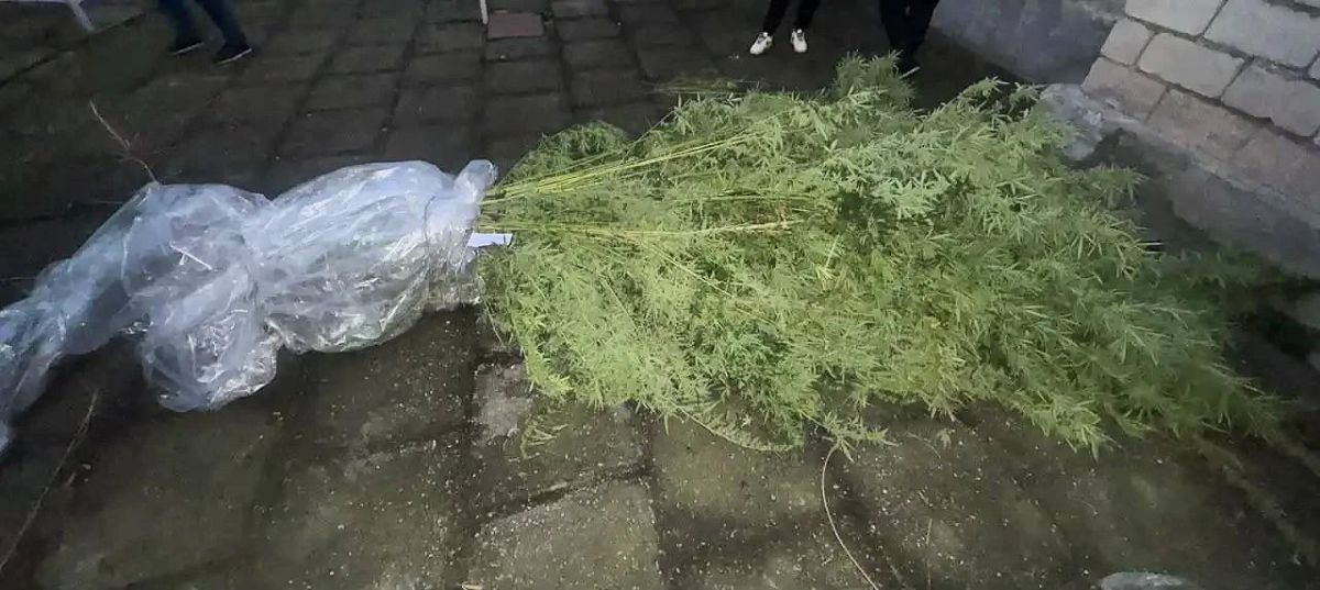 260 кустов конопли обнаружили на приусадебном участке 46-летнего жителя Шалушки 260 кустов конопли обнаружили на приусадебном участке 46-летнего жителя Шалушки