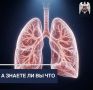 правое и левое лёгкое отличаются по размеру?