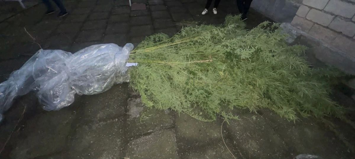 ПОЛИЦЕЙСКИМИ КАБАРДИНО-БАЛКАРИИ ПРЕСЕЧЕНА ДЕЯТЕЛЬНОСТЬ МЕСТНОГО ЖИТЕЛЯ, КУЛЬТИВИРОВАВШЕГО НАРКОСОДЕРЖАЩИЕ РАСТЕНИЯ ПОЛИЦЕЙСКИМИ КАБАРДИНО-БАЛКАРИИ ПРЕСЕЧЕНА ДЕЯТЕЛЬНОСТЬ МЕСТНОГО ЖИТЕЛЯ, КУЛЬТИВИРОВАВШЕГО НАРКОСОДЕРЖАЩИЕ РАСТЕНИЯ