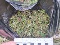 В БАКСАНСКОМ РАЙОНЕ ПОЛИЦЕЙСКИМИ ИЗЪЯТО ПОРЯДКА 1,5 КИЛОГРАММА НАРКОТИКОВ