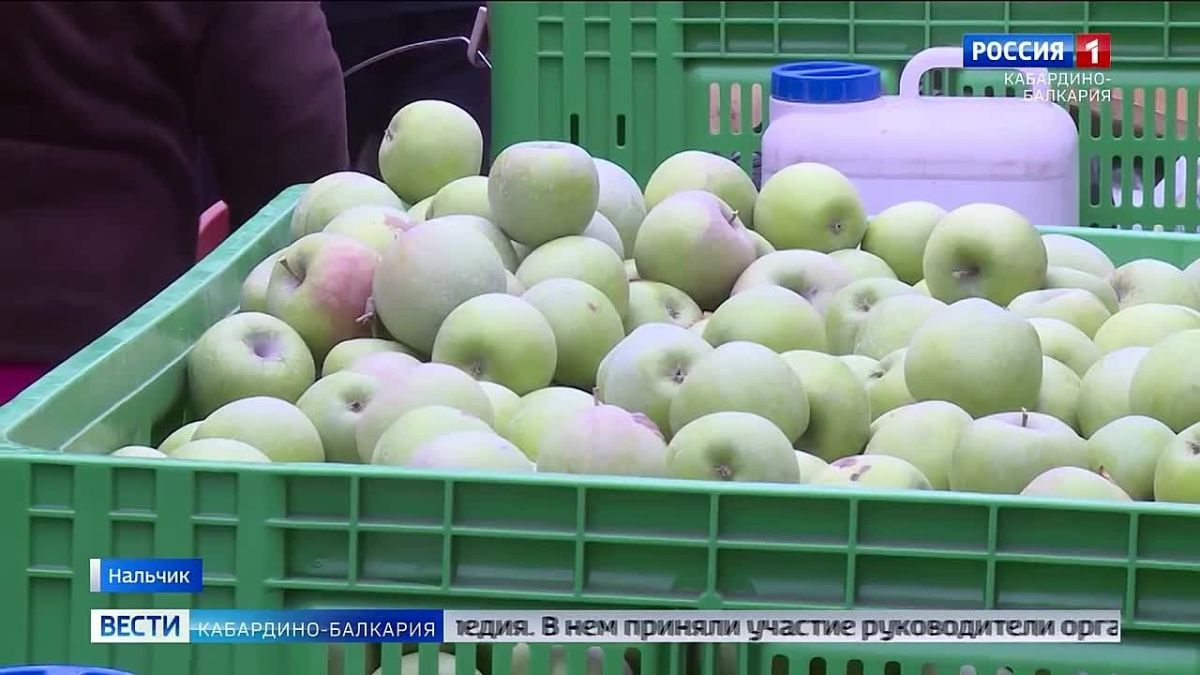 Площадь Абхазии в Нальчике на три дня станет центром гастрономической культуры региона