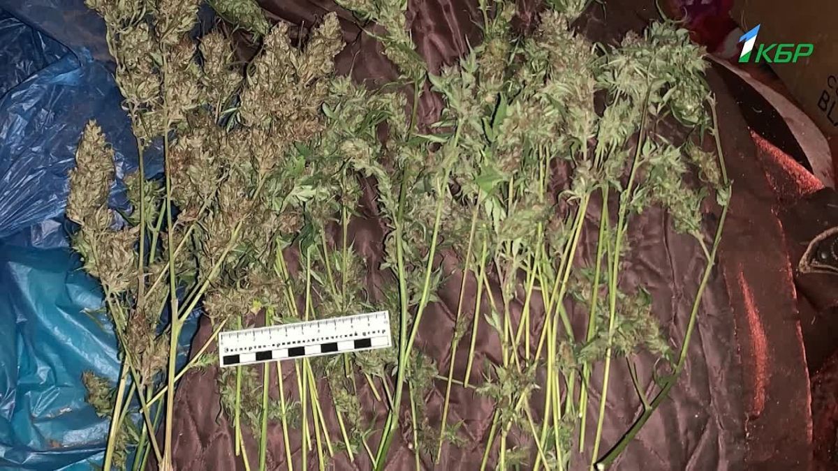 В Майском районе полицейские изъяли около килограмма марихуаны