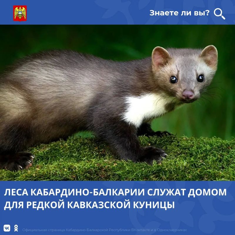 Кабардино-Балкария богата уникальными природными территориями, которые служат домом для редких представителей животного мира